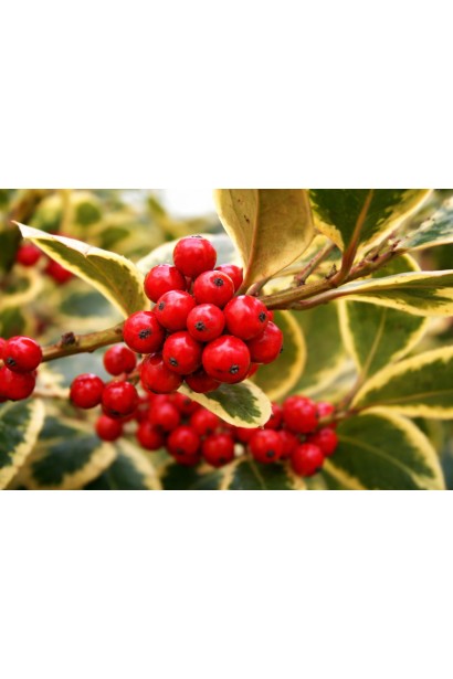 Падуб алтаклареньский Голден Кінг ягоди